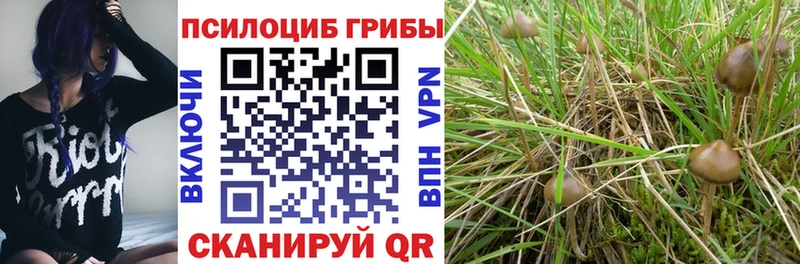 shop какой сайт  наркотики  Мураши  Галлюциногенные грибы Psilocybe 
